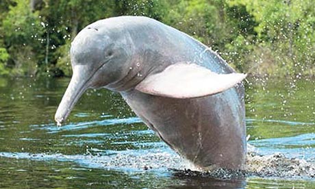 Spotting river dolphins in Bolivia