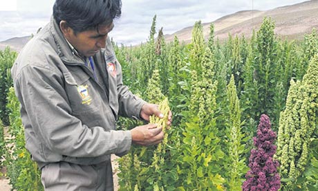 Quinoa: good for you – bad for Bolivians?